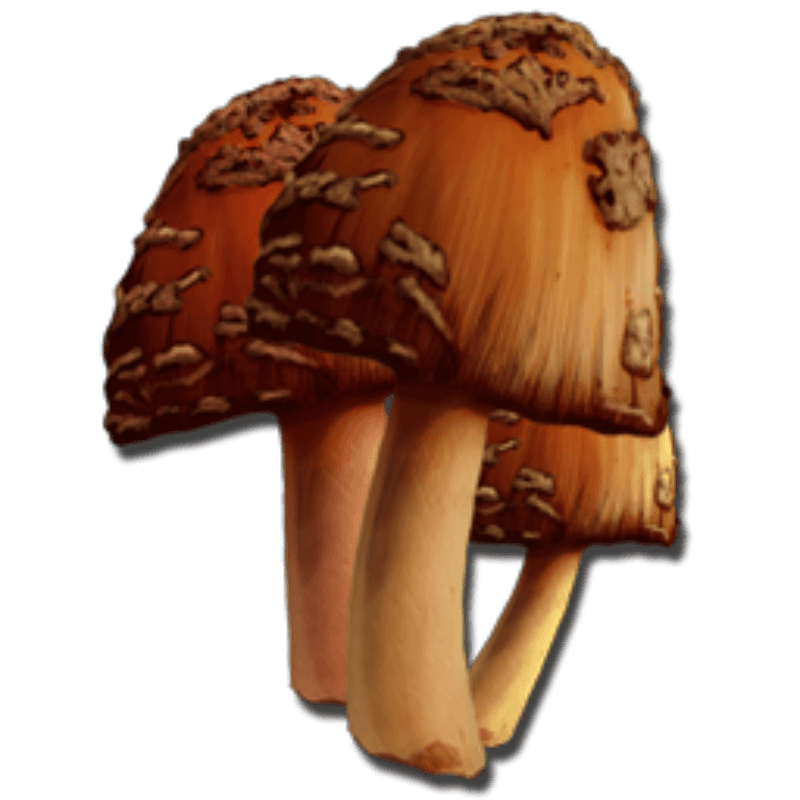 Rare Mushroom (2,000x)
