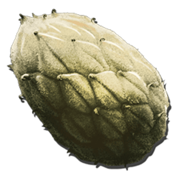 Plant Species Z Seed